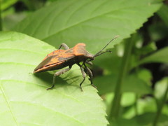 Piezogaster auriculatus