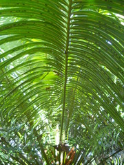 Cycas rumphii
