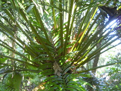 Cycas rumphii