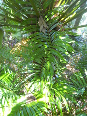 Cycas rumphii