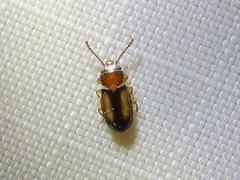 Laemophloeus terminalis