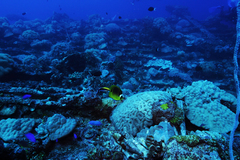 Labroides pectoralis