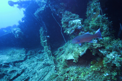 Plectropomus oligacanthus