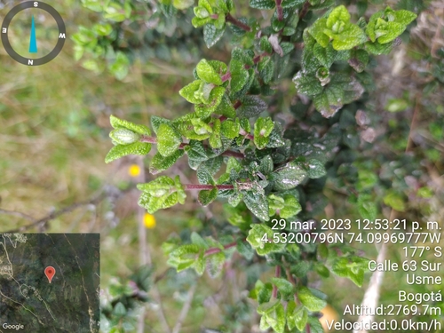 Chromolaena bullata (Chromolaena bullata)