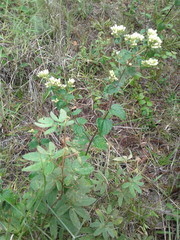 Lippia graveolens