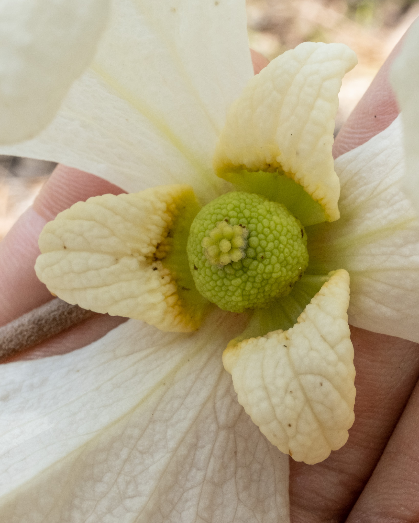 Asimina incana