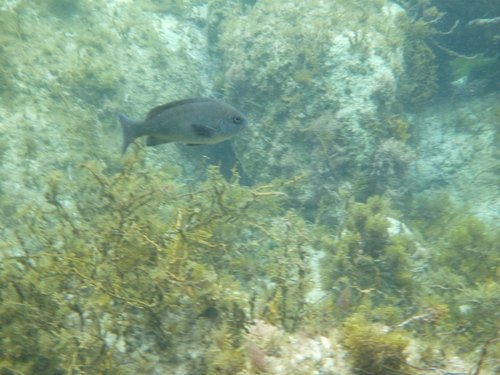 Western rock blackfish (Girella tephraeops) — Kyphosidae — 4
