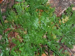 Davallia fejeensis