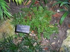 Davallia fejeensis