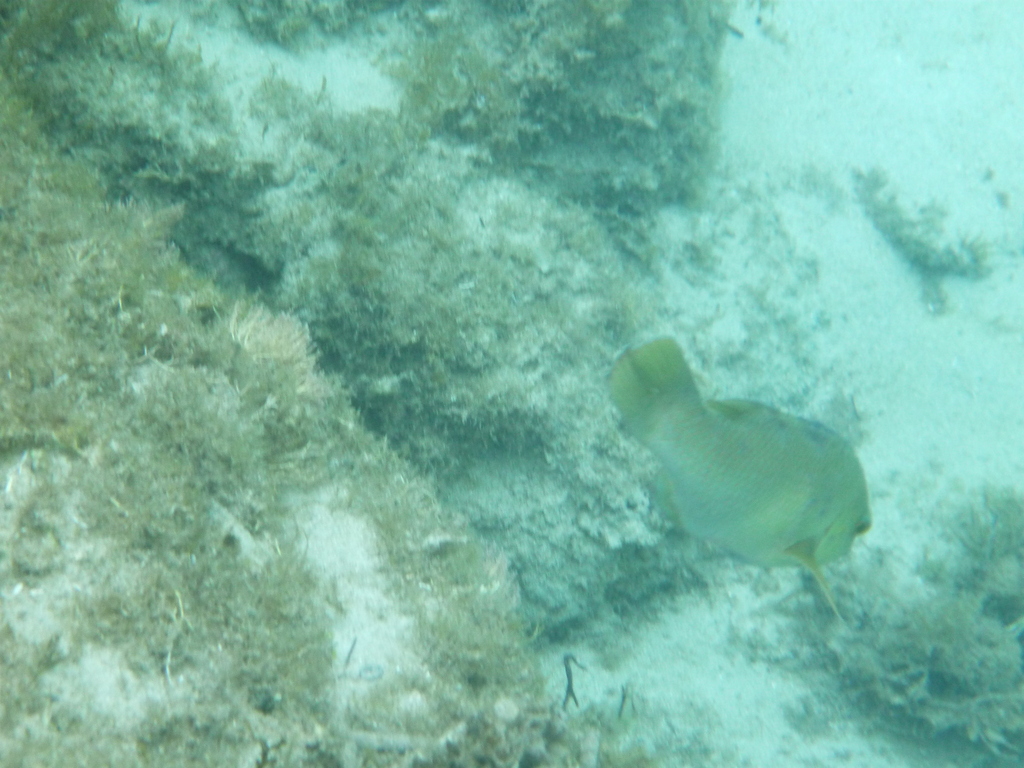 Blue Groper