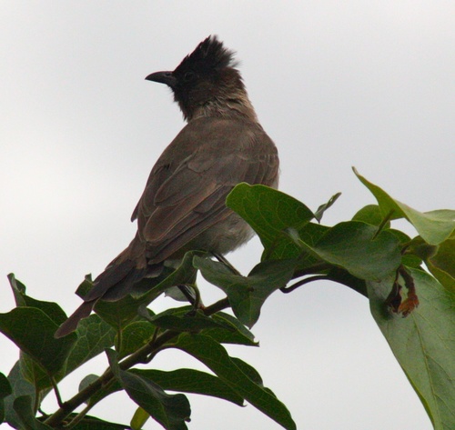Pycnonotus barbatus