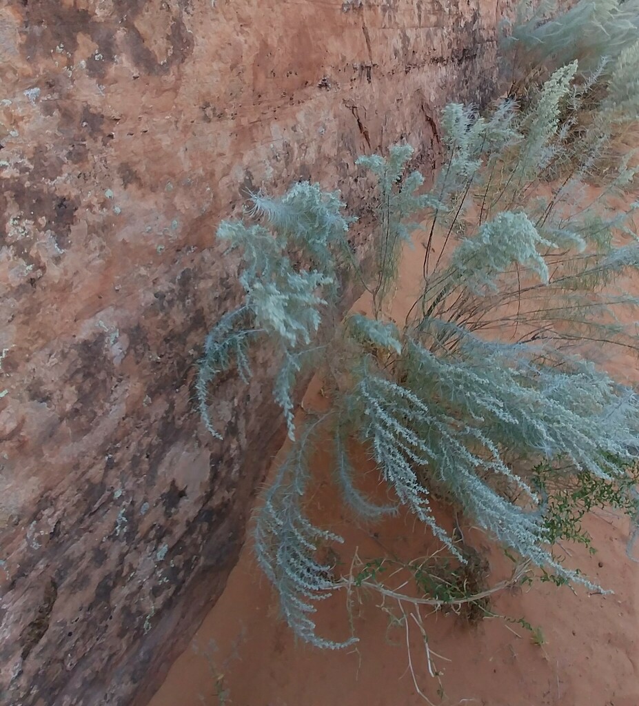 sand sagebrush from Kane County, UT, USA on September 18, 2021 at 0130