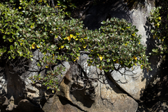 Brachyglottis rotundifolia