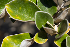 Brachyglottis rotundifolia