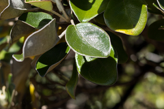 Brachyglottis rotundifolia