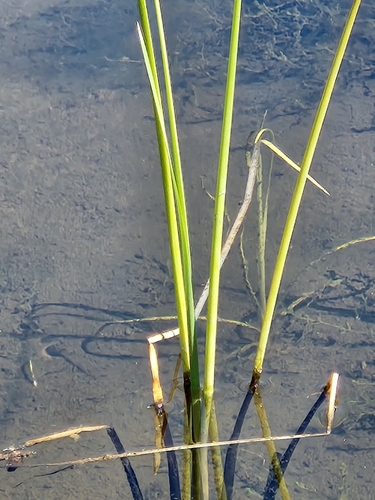 Image of Sporobolus foliosus by no rights reserved