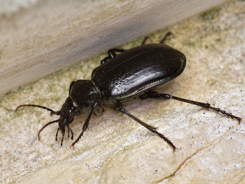 Wrinkle-winged Calosoma photo 6