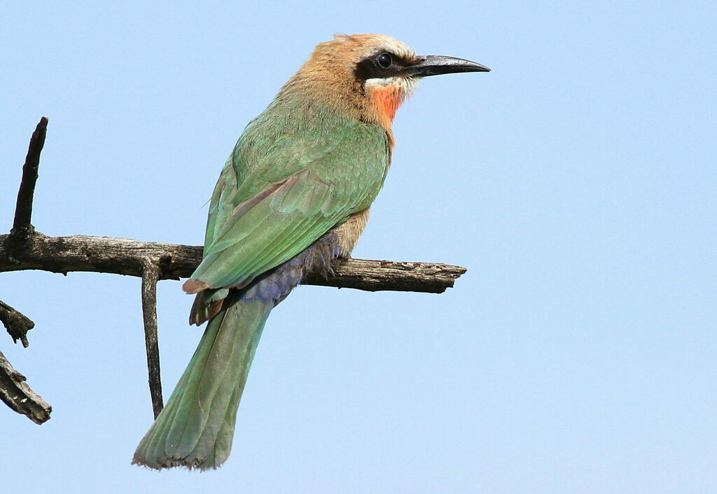 White-fronted Bee-eater photo
