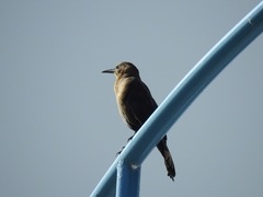 Quiscalus mexicanus