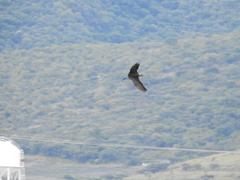 Plegadis chihi