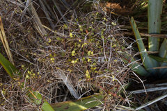 Coprosma rhamnoides