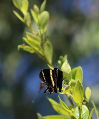 Papilio garamas garamas
