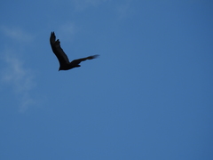Cathartes aura