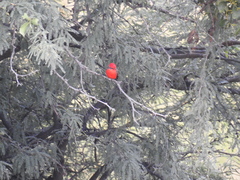 Pyrocephalus rubinus