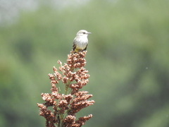 Pyrocephalus rubinus