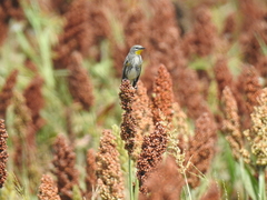 Setophaga coronata