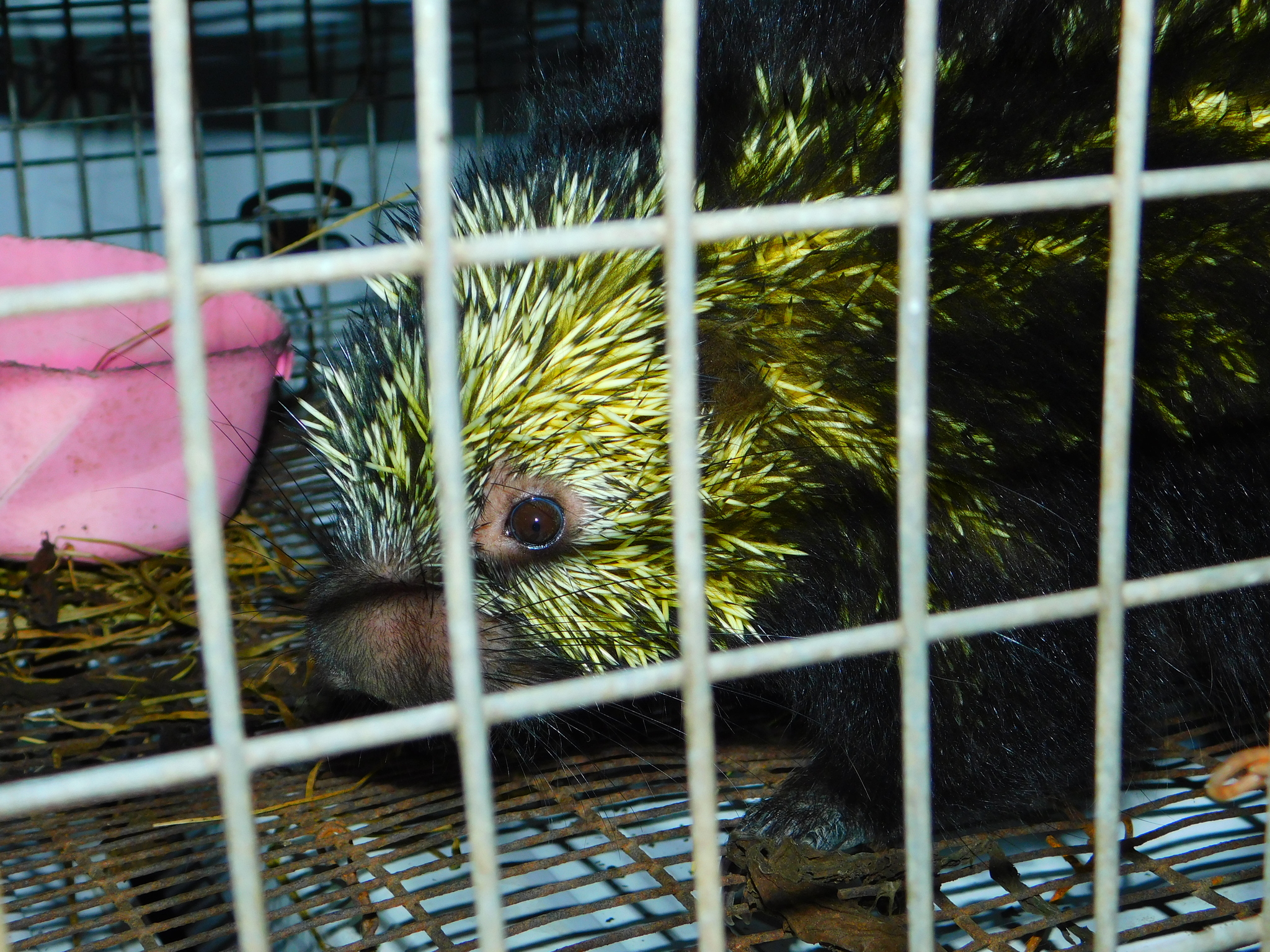 Sphiggurus mexicanus (Kerr, 1792)