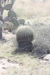 Ferocactus histrix