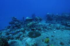 Epinephelus fuscoguttatus