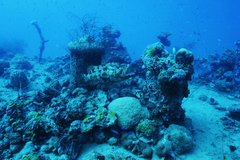 Epinephelus fuscoguttatus