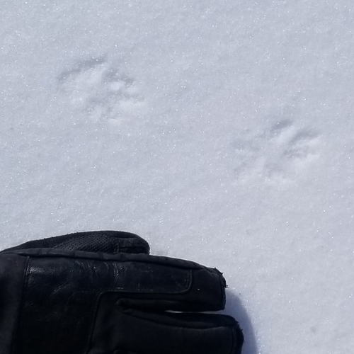 Eastern Cottontail photographed in North Dakota