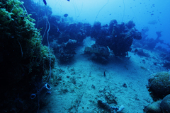 Epinephelus fuscoguttatus