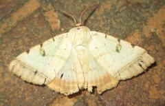 Ctenusa pallida