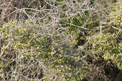 Coprosma rhamnoides