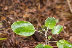 Brachyglottis rotundifolia