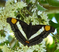 Doxocopa laure laure