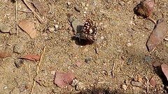 Spialia galba