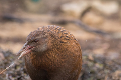 Gallirallus australis scotti