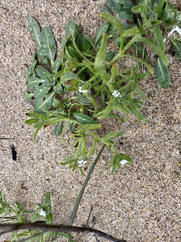 Image of Cryptantha leiocarpa by (c) Matt Berger, some rights reserved (CC BY)
