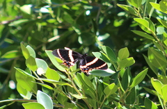 Papilio garamas garamas