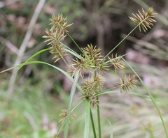 Cyperus pseudothyrsiflorus