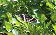 Papilio garamas garamas