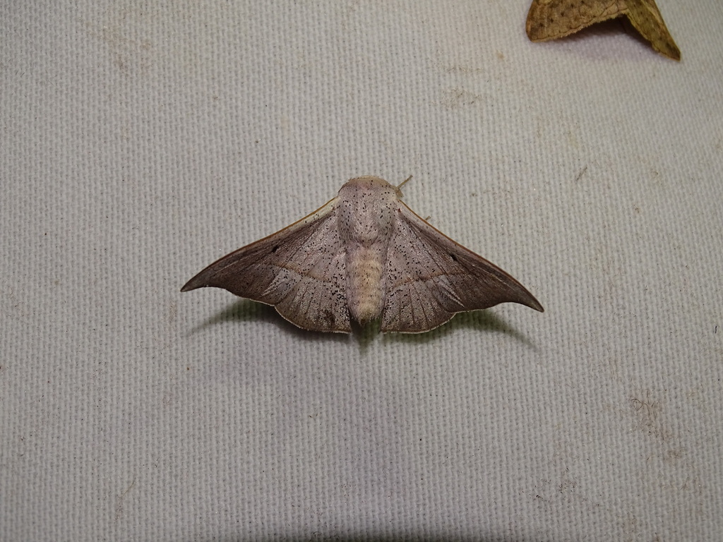 Procinnus acuta