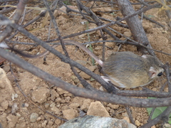 Dipodomys phillipsii