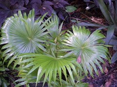 Saribus rotundifolius