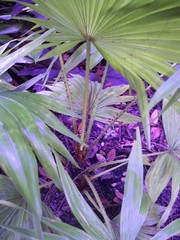 Saribus rotundifolius